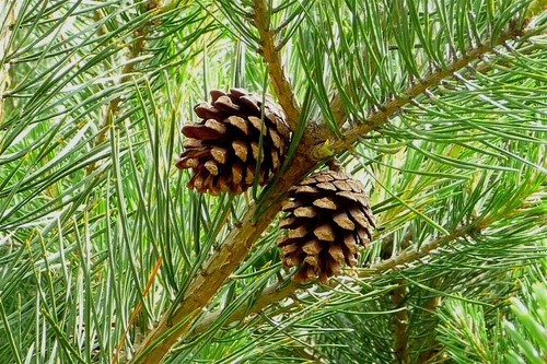 Pino silvestre pinus - silvestre, "pinus