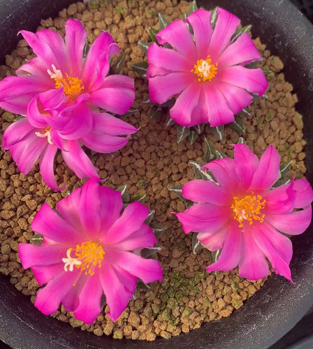 Pezzi cm ariocarpus - cm,