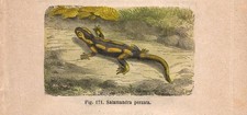 Stampa SALAMANDRA PEZZATA