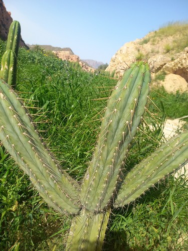 Cacti peruvianus 40x10 - , cm