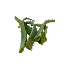 Foglie fresche intere di Aloe
