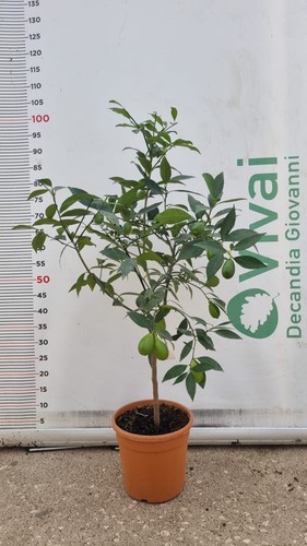 Pianta lemonquat in vaso - in,