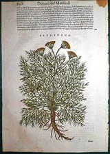 Stampa antica MATTIOLI MATTHIOLI erbario PEUCEDANO botanica 1585 Antique print