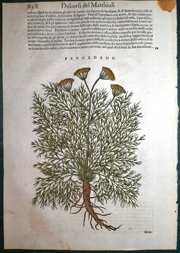 Stampa antica mattioli - antica,