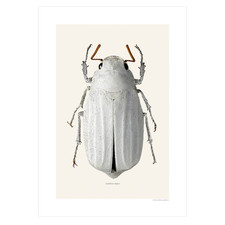 Stampa coleottero lepidiota