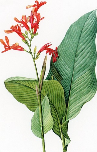 Giant canna postcard - canna, --postcard