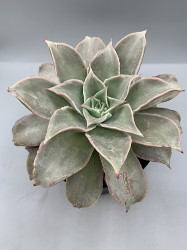 Echeveria madiba pot cm - madiba,