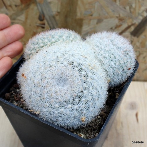 Mammillaria candida vaso cm - candida,