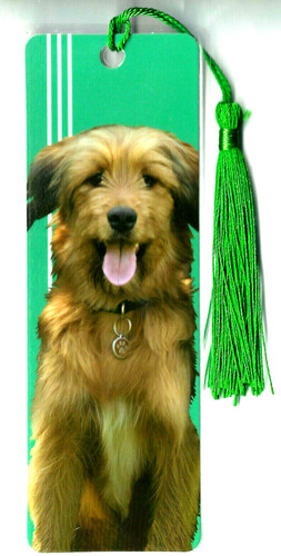 Wirehaired pointing griffon - wirehaired,