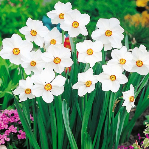 Narcisi bulbi fiori cipolle - di,