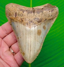 Dente di squalo megalodonte