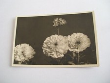 Fiori Pratolina - spedita f