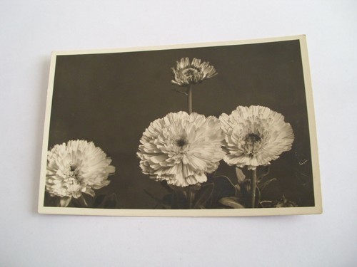 Fiori pratolina spedita f - fiori,