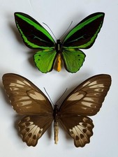 Mariposa: Ornithoptera Priamus