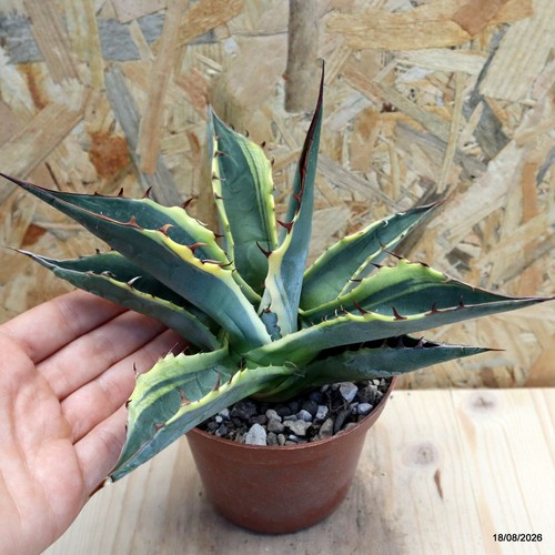 Agave parrasana variegata vaso - parrasana,