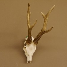 Corna capriolo maschio - di,