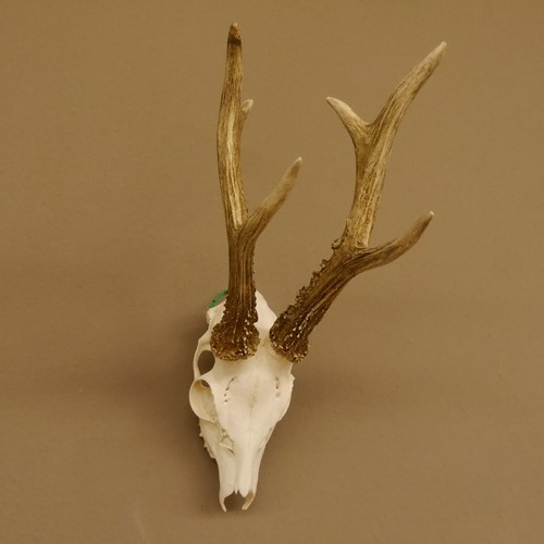 Corna capriolo maschio peso - corna,