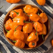  SEMI DI PEPERONCINO HABANERO