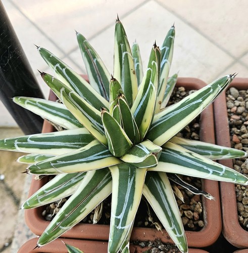 Agave victoriae reginae - agave,