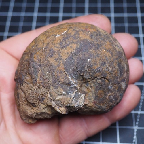 Goniatite ematite mm - 78,