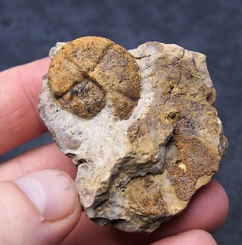 Discoclymenia ematite - discoclymenia,