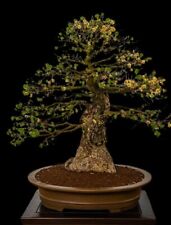 bonsai olmo campestre