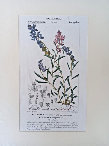 Stampa antica botanica - antica,