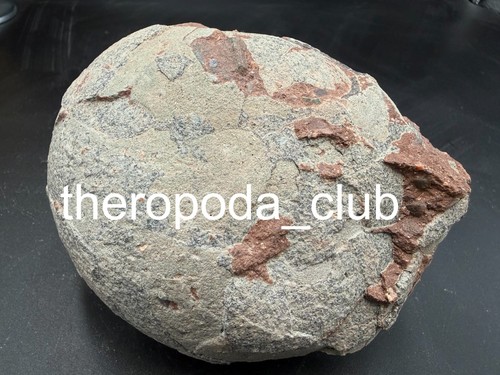 Primo capitolo dinosauro - primo, di