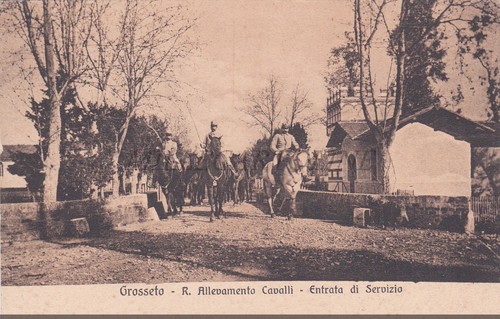 Grosseto allevamento - r.,
