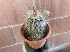Copiapoa Krainziana Scopulina