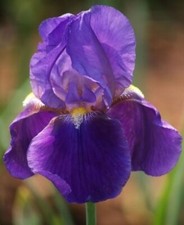 N°10 Rizomi Iris Germanica Barbata Viola Classico