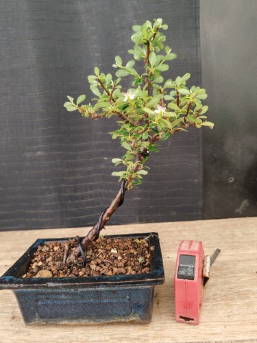 Bonsai cotoneaster 30 - bonsai, cm