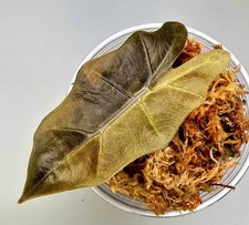 Alocasia Pseudo Sanderiana Aurea Variegata Da Rizoma 