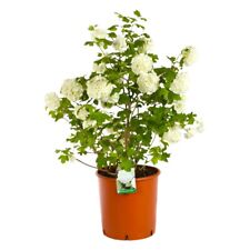Pianta VIBURNUM OPULUS ROSEUM viburno Palla di Neve h50cm SIEPE CESPUGLIO VASO16