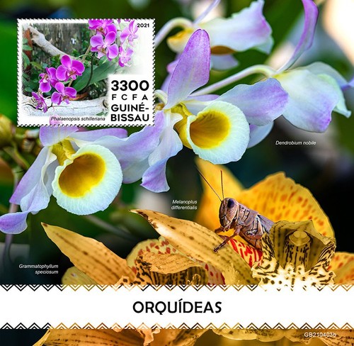 Orchidee