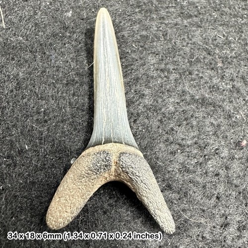 Fossil sand tiger - , tooth