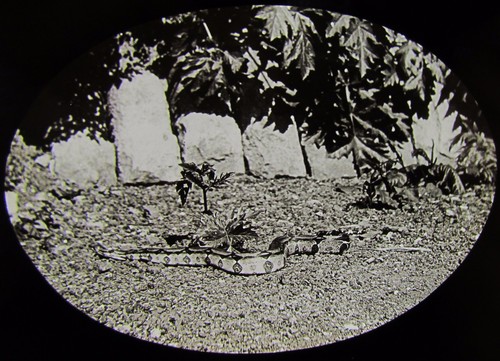 Glass magic lantern slide - magic,