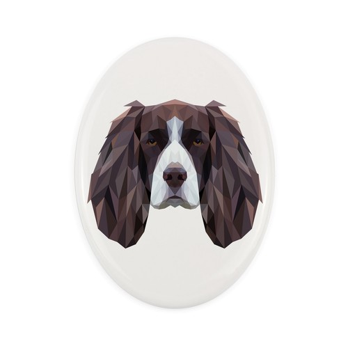 Springer spaniel inglese - spaniel,