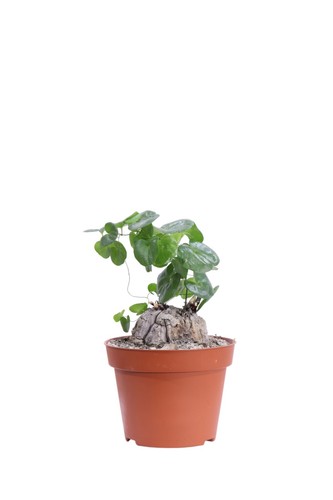 Pianta vera rara - pianta,