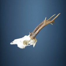 049CA Trofeo di capriolo 327g