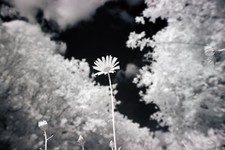 Corpo fotocamera convertito