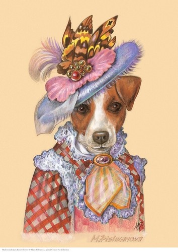 Jack russel terrier - jack,