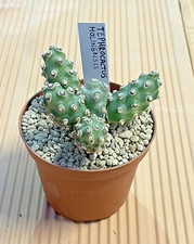 Tephrocactus molinensis vaso - tephrocactus,