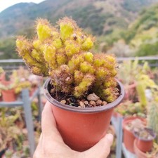 🏜 Vaso Ø 9,5 Cm Pianta