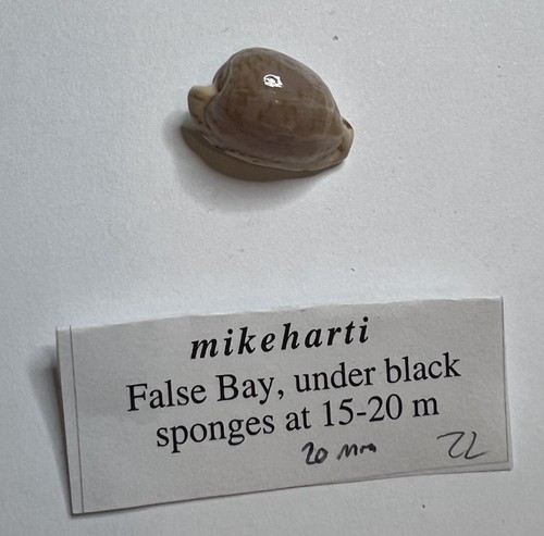 Cypraea mikeharti 20mm south - cypraea,