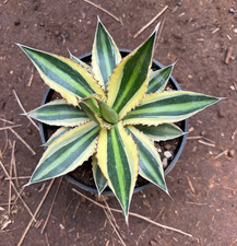 AGAVE LOPHANTHA QUADRICOLOR -