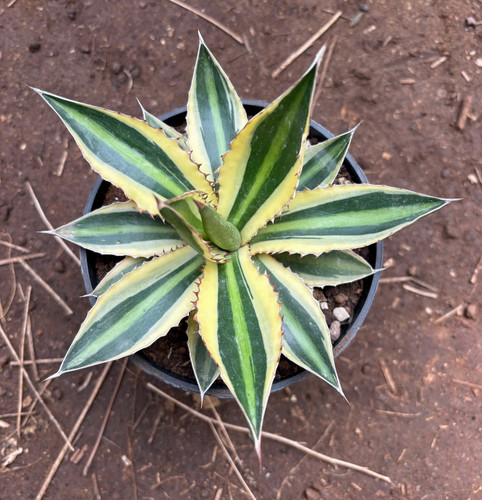 Agave lophantha quadricolor - quadricolor,