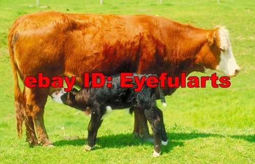 Barnyard animals corel - animals,