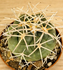 Coryphantha poselgeriana var. valida ,  pot 6,5 cm  (Cod.W0061)