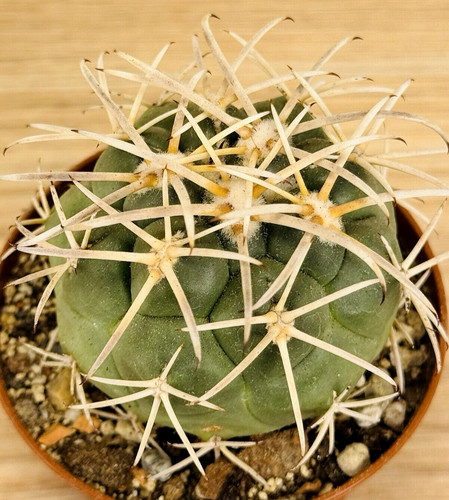 Coryphantha poselgeriana var